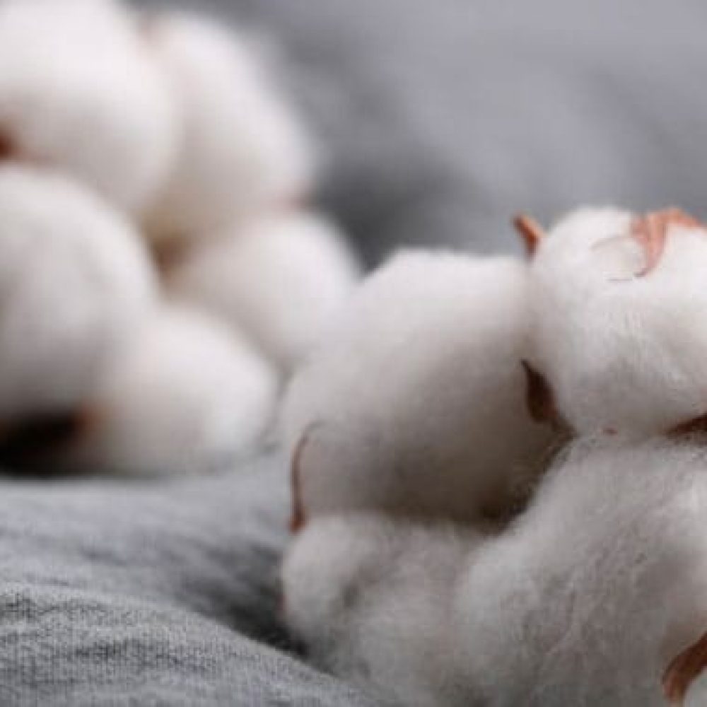 cotton-presentation